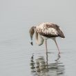 Flamant rose juvénile